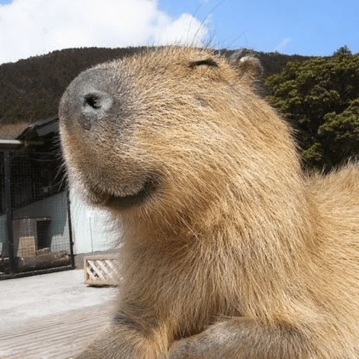 😄 Стикер «Capybara?» для Telegram