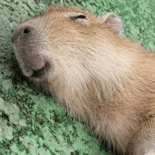 😴 Стикер «Capybara?» для Telegram