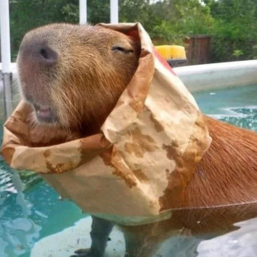🏊 Стикер «Capybara?» для Telegram
