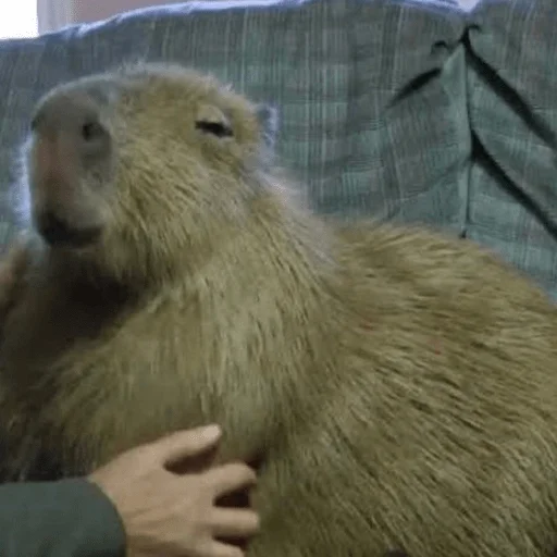 😌 Стикер «Capybara?» для Telegram