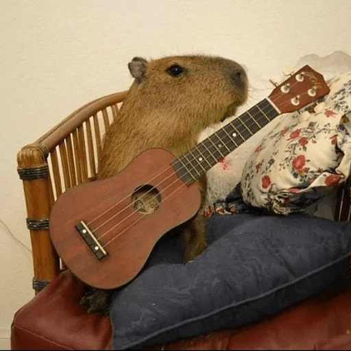🎸 Стикер «Capybara?» для Telegram