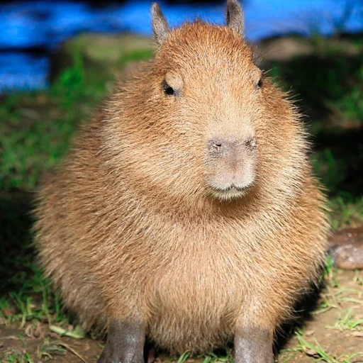 ☺️ Стикер «Capybara?» для Telegram