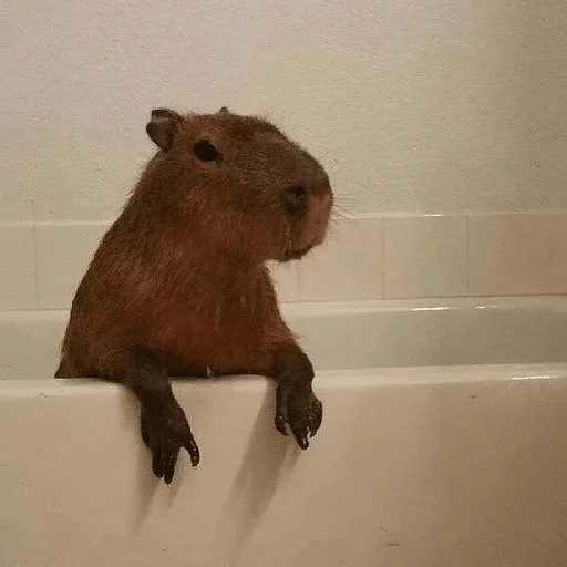 🛁 Стикер «Capybara?» для Telegram
