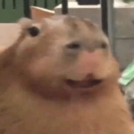 Стикерпак Capybara? для Telegram