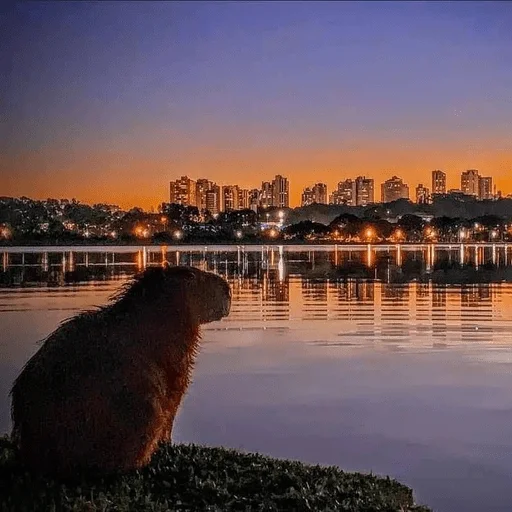 🌇 Стикер «Capybara?» для Telegram
