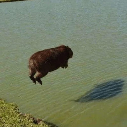 🙃 Стикер «Capybara?» для Telegram