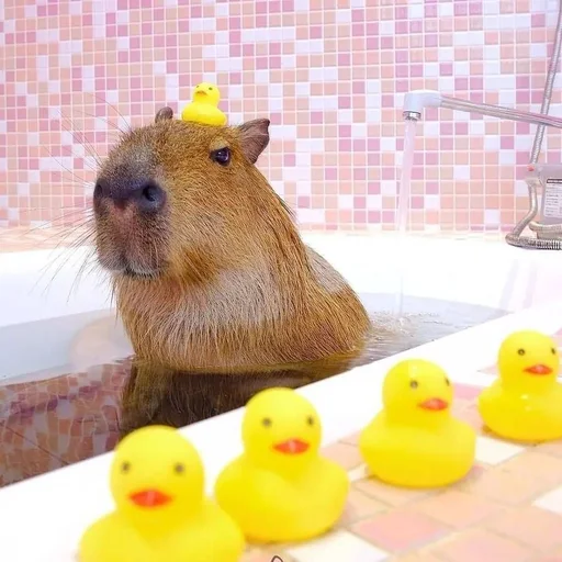🛀 Стикер «Capybara?» для Telegram
