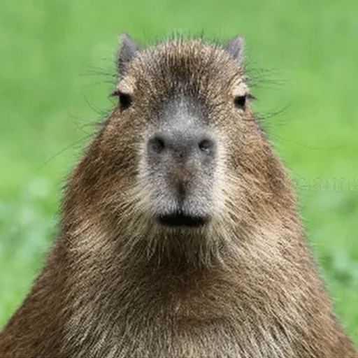 😡 Стикер «Capybara?» для Telegram
