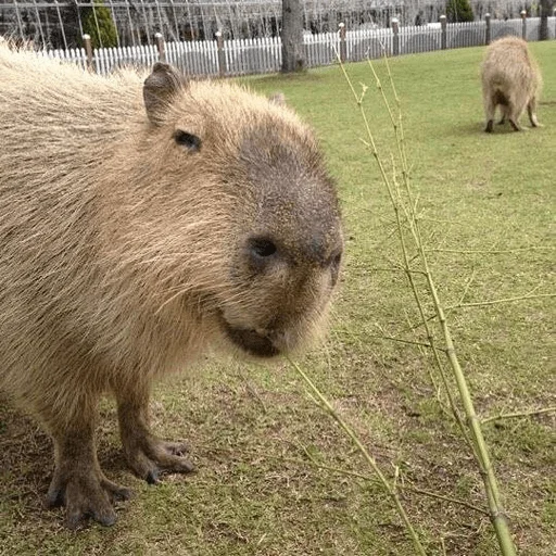 😏 Стикер «Capybara?» для Telegram