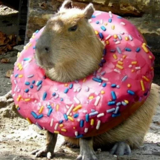 🍩 Стикер «Capybara?» для Telegram