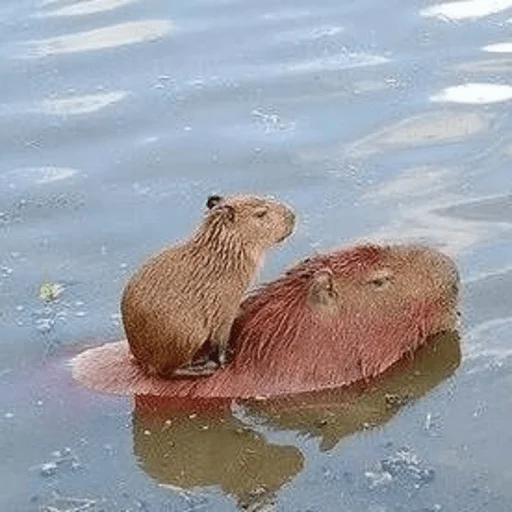 👥 Стикер «Capybara?» для Telegram