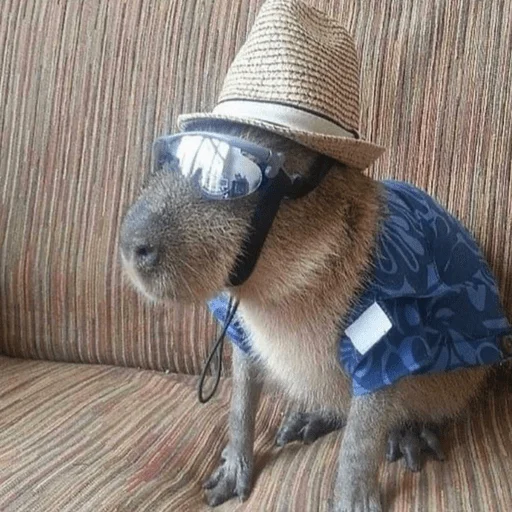 🤠 Стикер «Capybara?» для Telegram