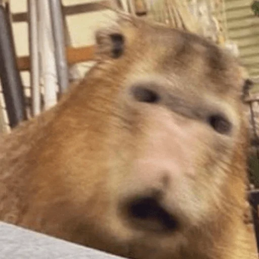 🤯 Стикер «Capybara?» для Telegram