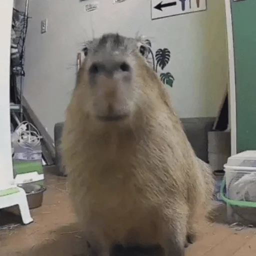 😐 Стикер «Capybara?» для Telegram