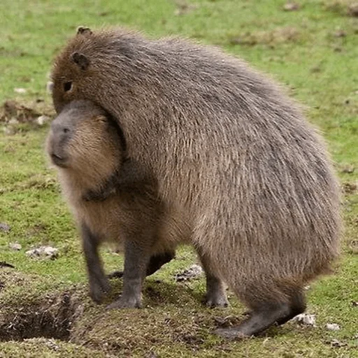 😘 Стикер «Capybara?» для Telegram