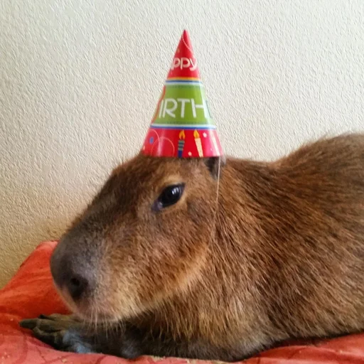 🎂 Стикер «Capybara?» для Telegram