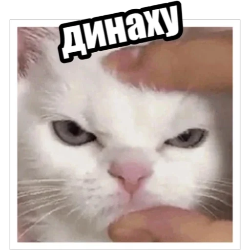 🖕 Стикер «Экстракт» для Telegram