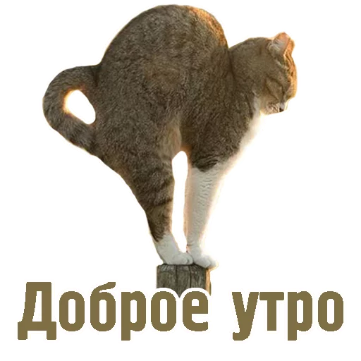 Стикерпак TCA для Telegram