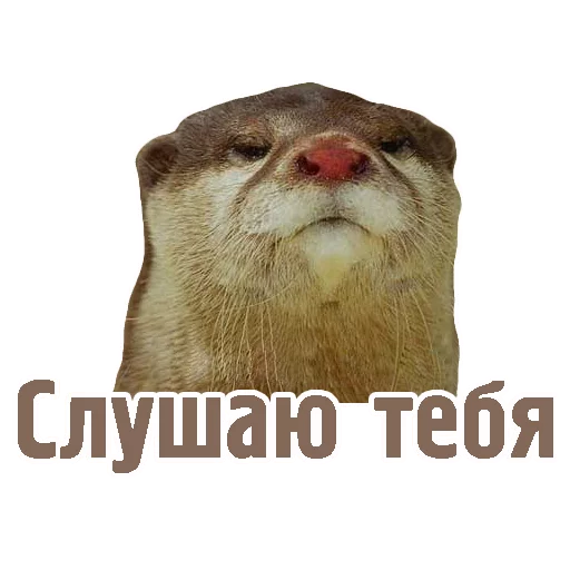 🤐 Стикер «TCA» для Telegram