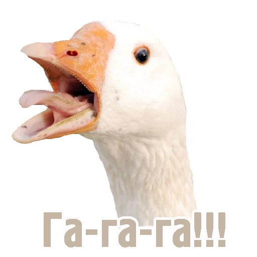 🦃 Стикер «TCA» для Telegram