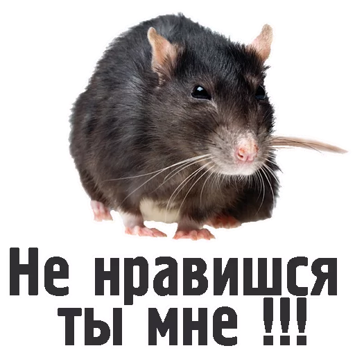 😠 Стикер «TCA» для Telegram