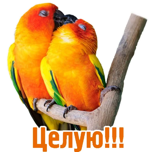 ❤ Стикер «TCA» для Telegram