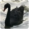 🦢 Эмодзи «conceptual photos ?» для Telegram