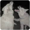 🐕 Эмодзи «conceptual photos ?» для Telegram