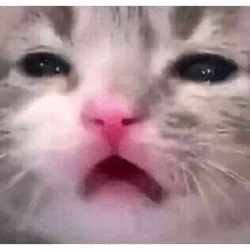🤧 Стикер «lol» для Telegram