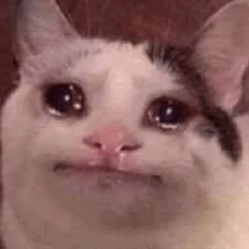 🥺 Стикер «lol» для Telegram