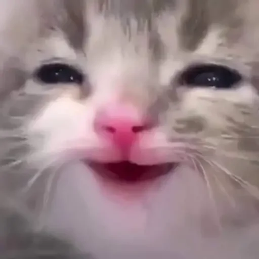 🥺 Стикер «lol» для Telegram