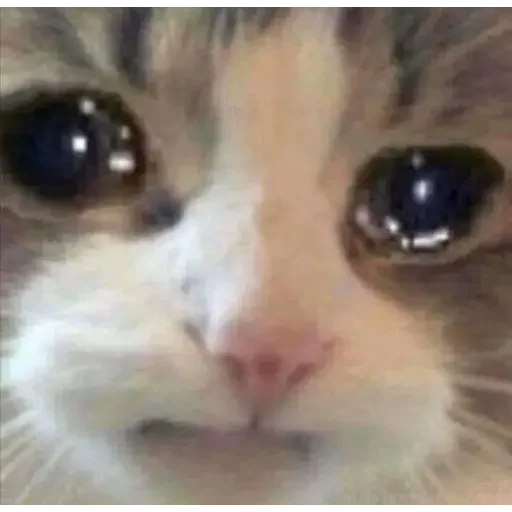 😞 Стикер «lol» для Telegram