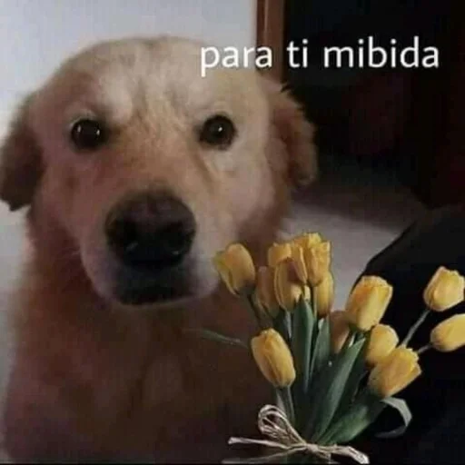 💐 Стикер «lol» для Telegram