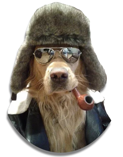 😎 Стикер «Конгратулейшен» для Telegram