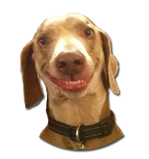 😛 Стикер «Конгратулейшен» для Telegram