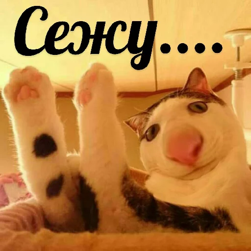 👨‍💻 Стикер «Выпуклые коты» для Telegram