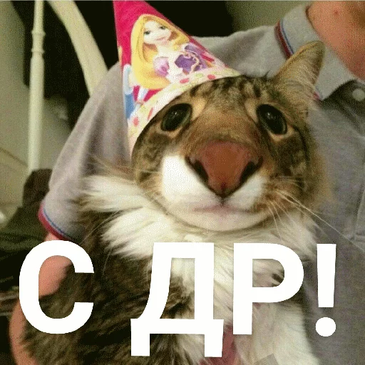 🎉 Стикер «Выпуклые коты» для Telegram