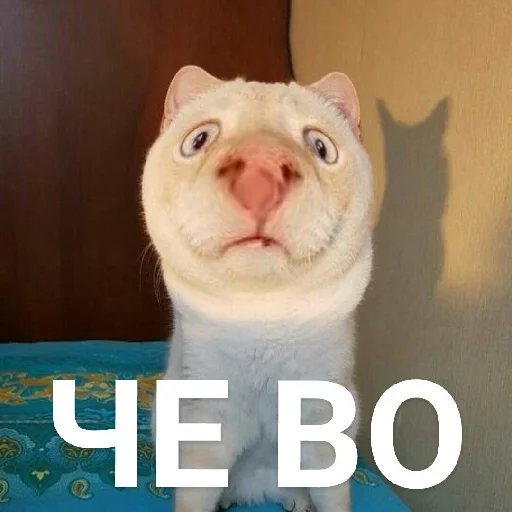 😳 Стикер «Выпуклые коты» для Telegram