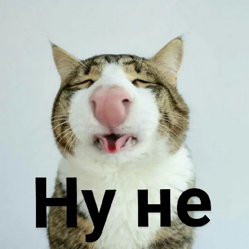 🙅‍♂ Стикер «Выпуклые коты» для Telegram