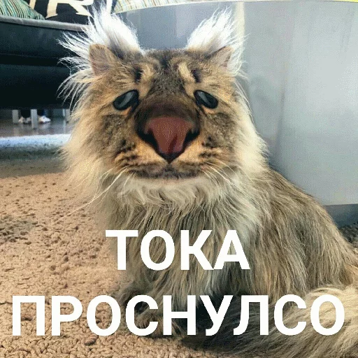 🌞 Стикер «Выпуклые коты» для Telegram