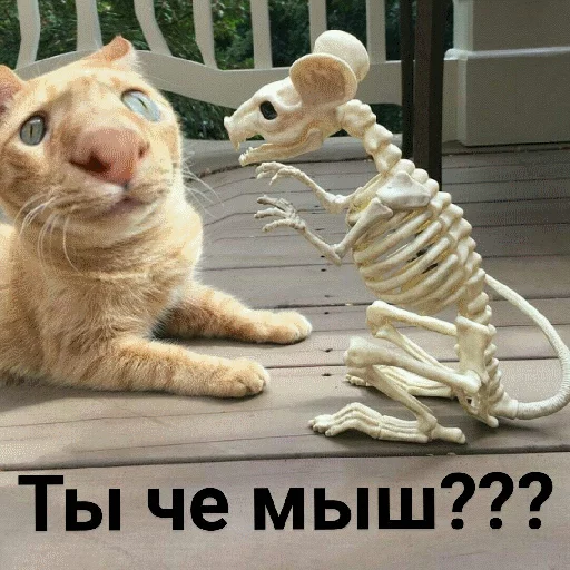 🐭 Стикер «Выпуклые коты» для Telegram