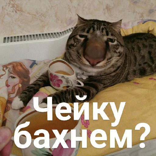 ☕️ Стикер «Выпуклые коты» для Telegram
