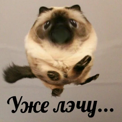 🏃‍♂ Стикер «Выпуклые коты» для Telegram