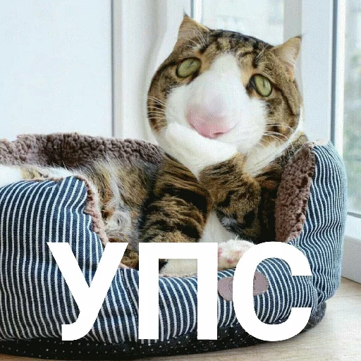 🙊 Стикер «Выпуклые коты» для Telegram