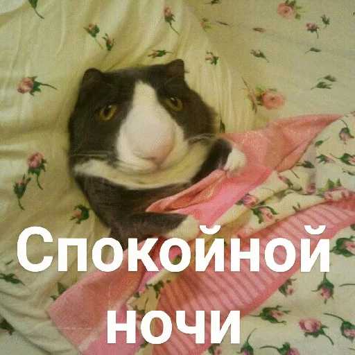 😴 Стикер «Выпуклые коты» для Telegram