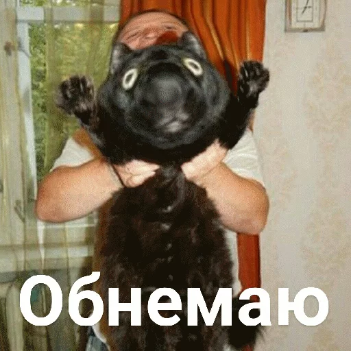 🙆‍♂ Стикер «Выпуклые коты» для Telegram