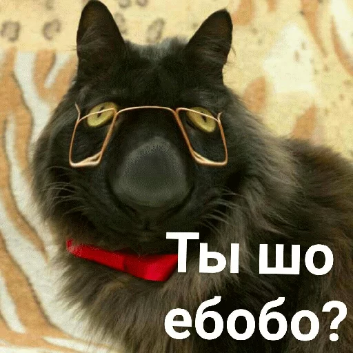 🤔 Стикер «Выпуклые коты» для Telegram