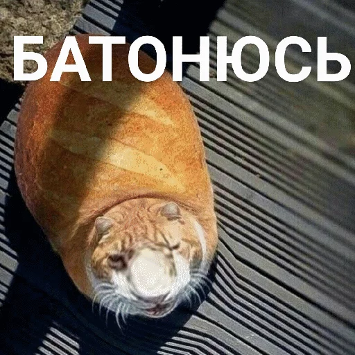 🥖 Стикер «Выпуклые коты» для Telegram