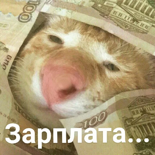 💸 Стикер «Выпуклые коты» для Telegram
