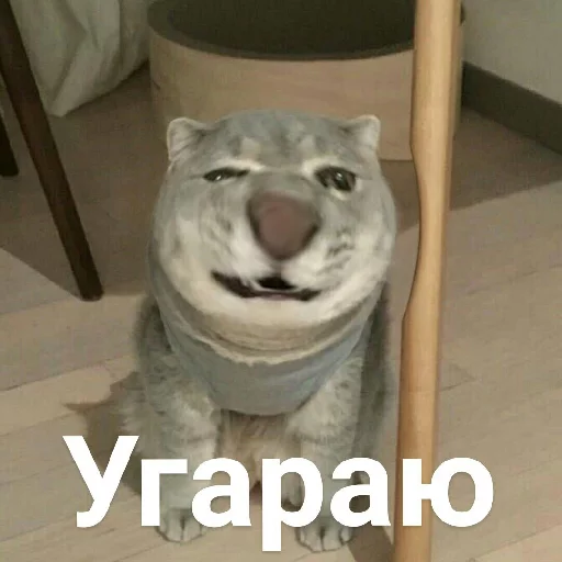 😆 Стикер «Выпуклые коты» для Telegram